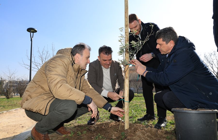 250131 xatzhxalar dentrofyteysi