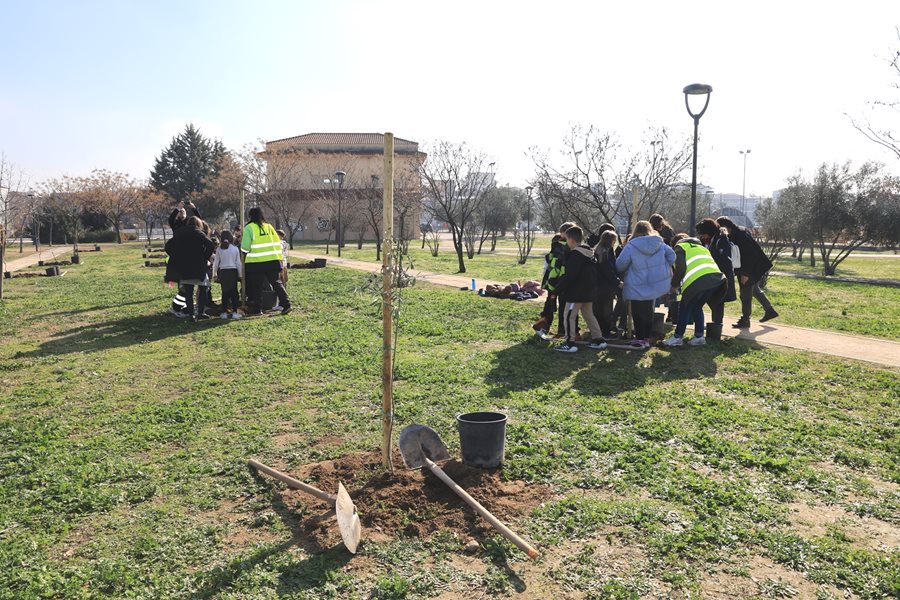 250131 xatzhxalar dentrofyteysi