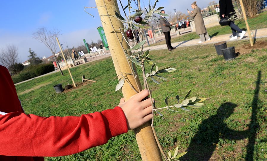 250131 xatzhxalar dentrofyteysi