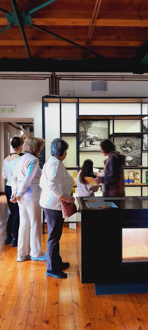 250219 mouseio sitiron