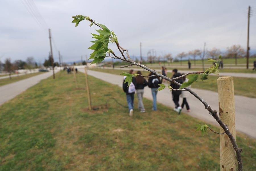 250319 dentrofyteysi giannouli