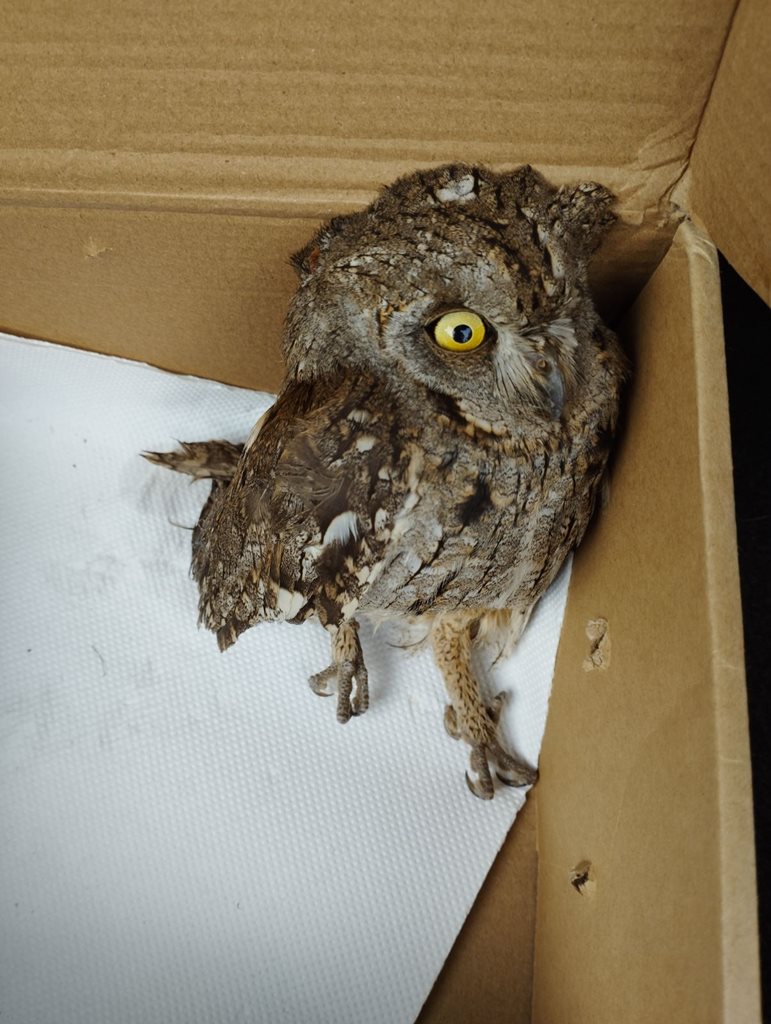 250625 diasosi neosson