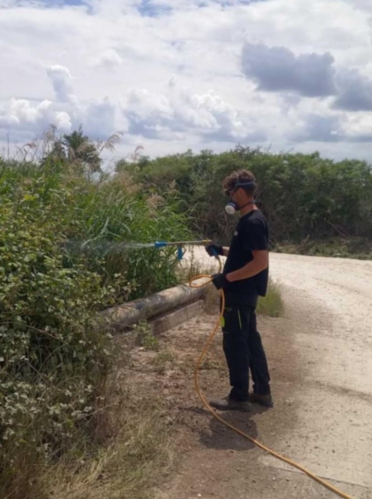 250714 kounoupia psekasmos