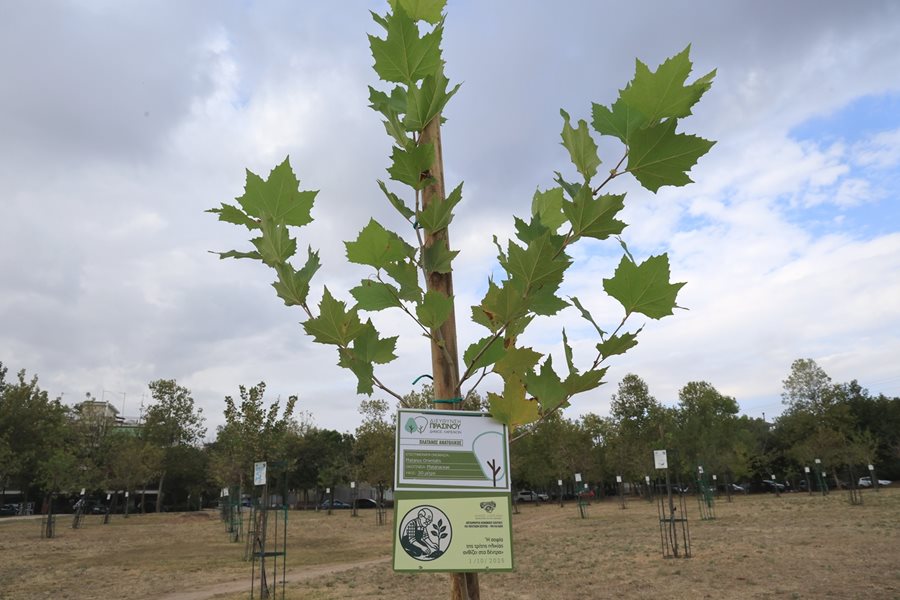 Στιγμιότυπο από την δενδροφύτευση πλάτανου στο Πάρκο Χρωμάτων (Χατζηχαλάρ)