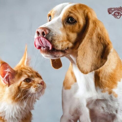 251009 katafygio adespoton dimos larissaion 1