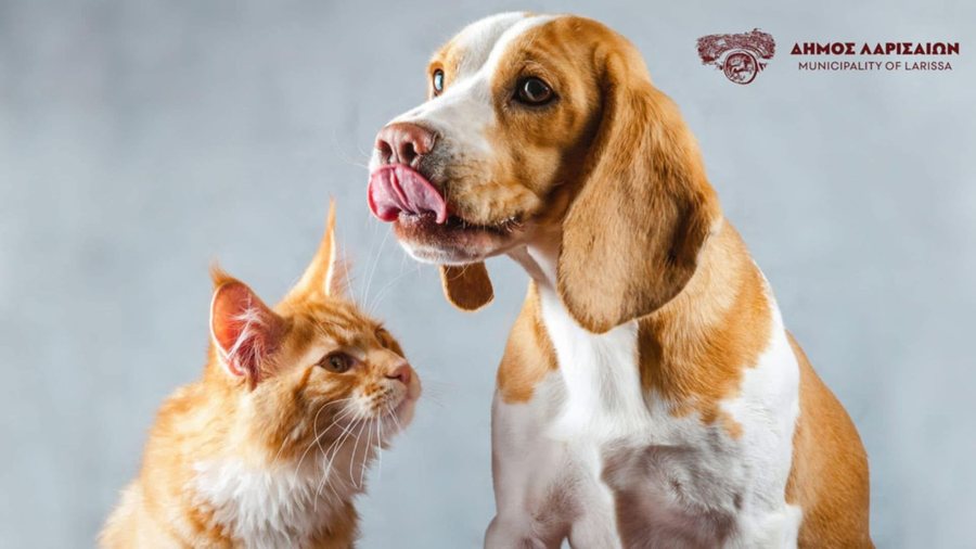 251009 katafygio adespoton dimos larissaion 1