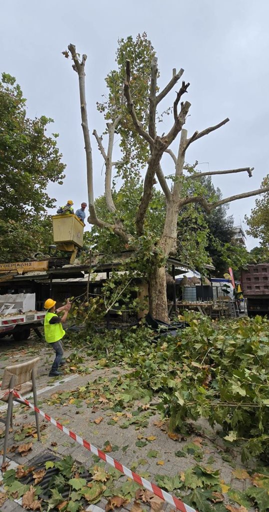 Εργασίες της Διεύθυνσης Πρασίνου στο δέντρο στην πλατεία Ταχυδρομείου