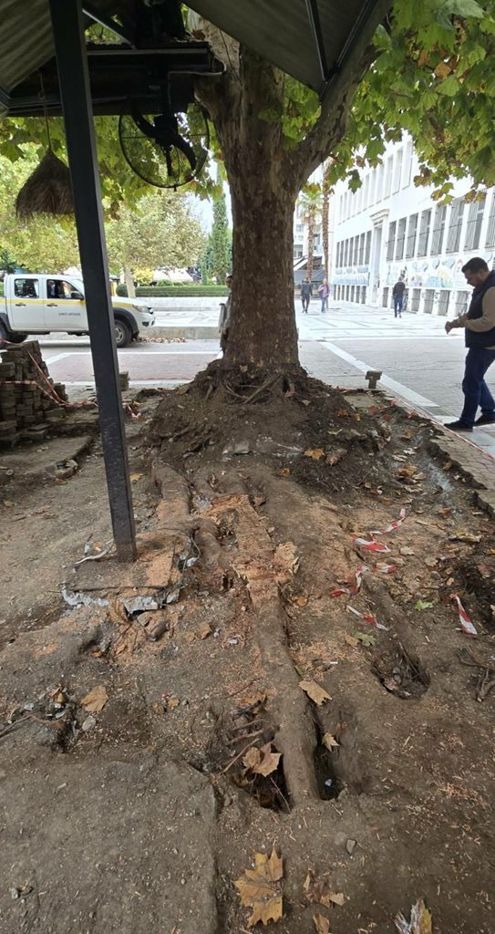 Οι ρίζες του δέντρου στην πλατεία Ταχυδρομείου